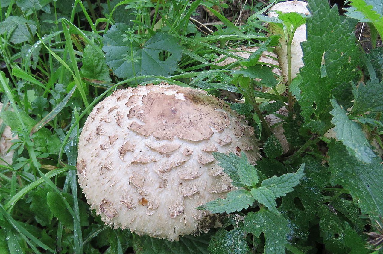  Parasol Mushroom